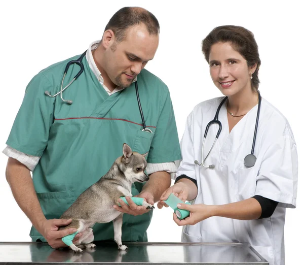 Vets enrolando uma bandagem em torno da pata de um Chihuahua na frente do fundo branco — Fotografia de Stock
