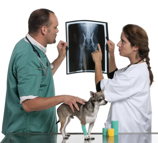 Veterinários examinando radiografia de um Chihuahua na frente de fundo branco — Fotografia de Stock