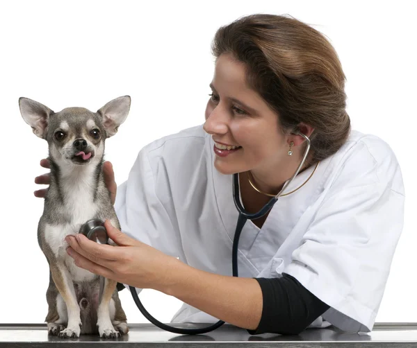 獣医の白い背景の前に聴診器でチワワを調べる — ストック写真