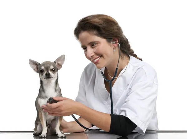 Veterinario examinando un Chihuahua con un estetoscopio en frente de fondo blanco — Foto de Stock
