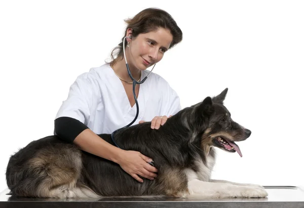 Vet examining a Border Collie with a stethoscope in front of white background — Stock Photo, Image