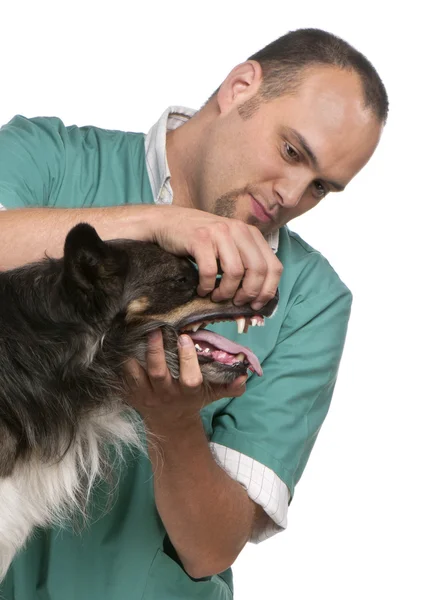 Κτηνίατρος εξέταση μια σύνορα ποιμενικού σκύλου μπροστά από το λευκό φόντο — Φωτογραφία Αρχείου