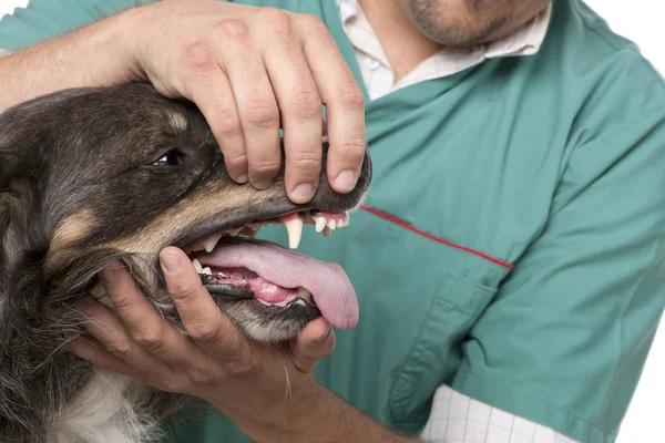 Tierarzt untersucht einen Border Collie vor weißem Hintergrund — Stockfoto