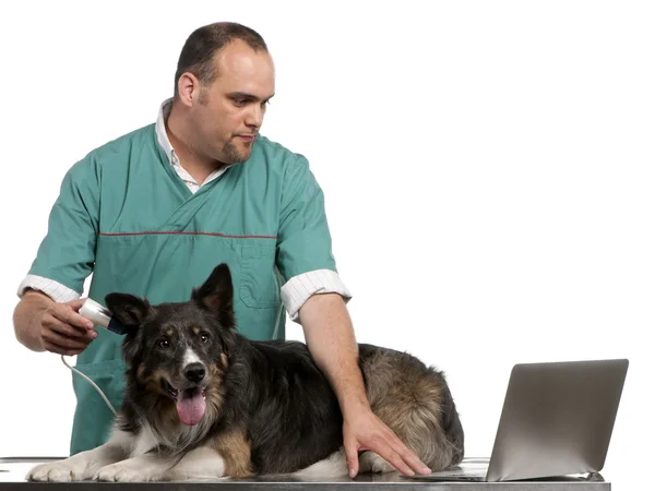 Tierarzt untersucht einen Border Collie mit einem digitalen Otoskop vor weißem Hintergrund — Stockfoto