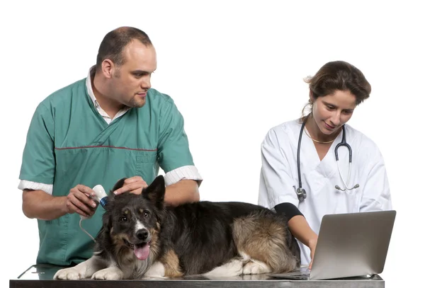 Los veterinarios examinan un Border Collie con un otoscopio digital frente al fondo blanco — Foto de Stock
