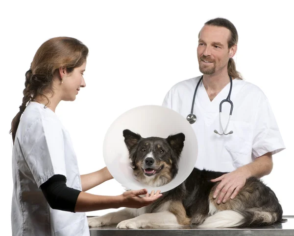 Vets putting a space collar on a Border collie in front of white background — Stock Fotó