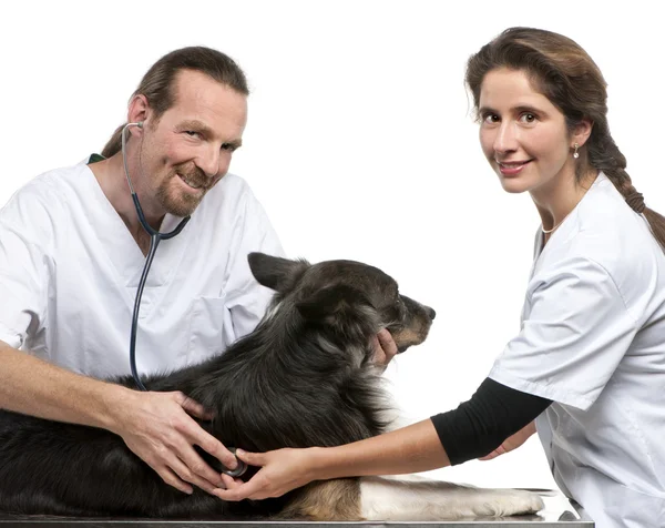 Vets examining a Border collie with a stethoscope in front of white background — Stock Fotó
