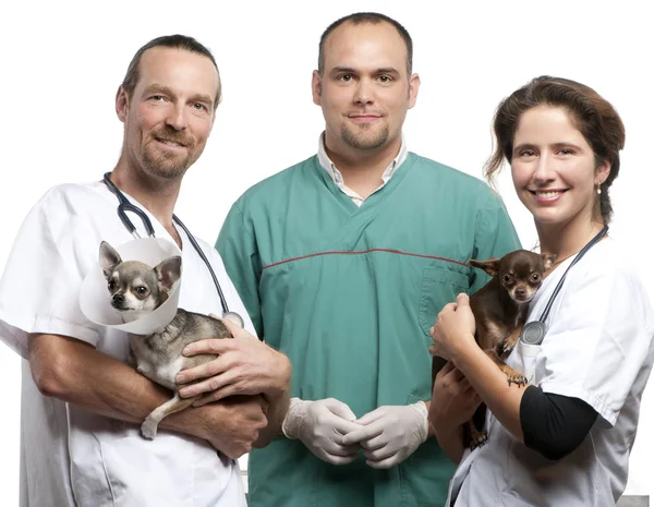 Grupa lekarzy weterynarii prowadzących Chihuahua przed białym tle — Zdjęcie stockowe