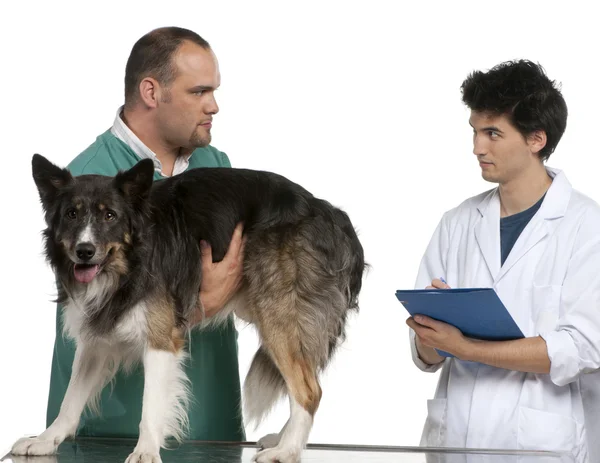 獣医および獣医のインターンの白い背景の前でボーダーコリーを調べる — ストック写真