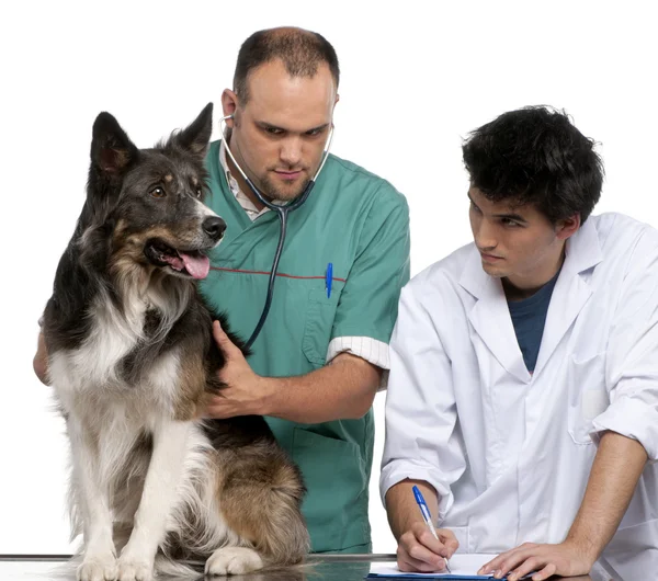 獣医および獣医のインターンの白い背景の前でボーダーコリーを調べる — ストック写真