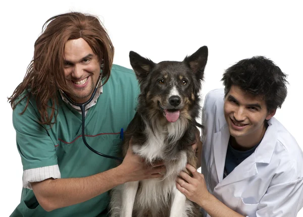 Vet and intern examining a border collie with a stethoscope in front of white background — Stock Fotó