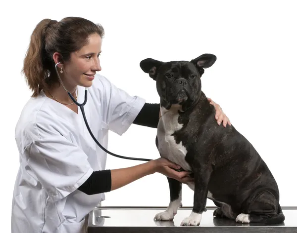 Vet examinando um cão mestiço, cão com um estetoscópio na frente do fundo branco — Fotografia de Stock