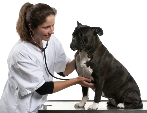 Veterinario che esamina un cane di razza incrociata, cane con uno stetoscopio davanti allo sfondo bianco — Foto Stock