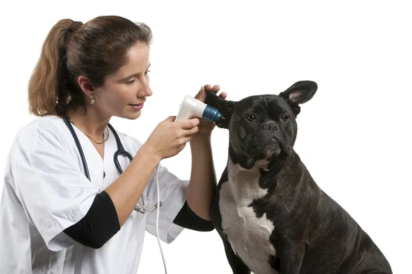Tierarzt untersucht einen Mischlingshund, Hund mit Otoskop vor weißem Hintergrund — Stockfoto