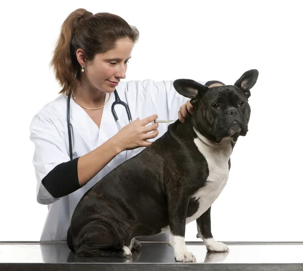 Veterinario che somministra un'iniezione a un cane di razza incrociata, cane davanti allo sfondo bianco — Foto Stock