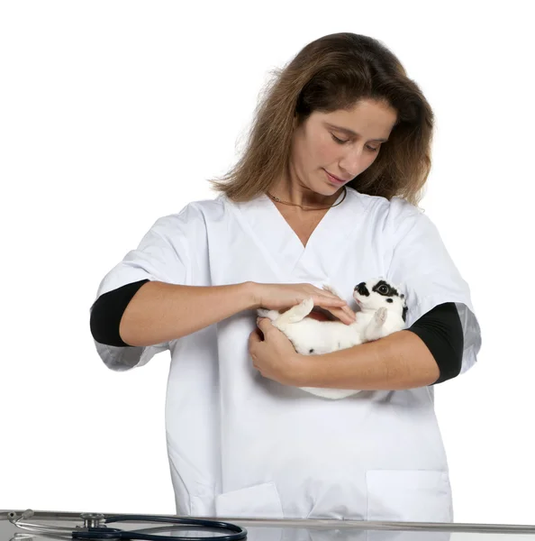 Tierarzt untersucht ein Dalmatinerkaninchen, das vor weißem Hintergrund liegt — Stockfoto