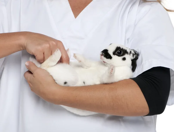 Veterinario che esamina un coniglio dalmata disteso di fronte a sfondo bianco — Foto Stock