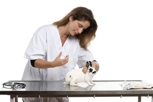 Vet giving an injection to a Dalmatian rabbit in front of white background — 스톡 사진
