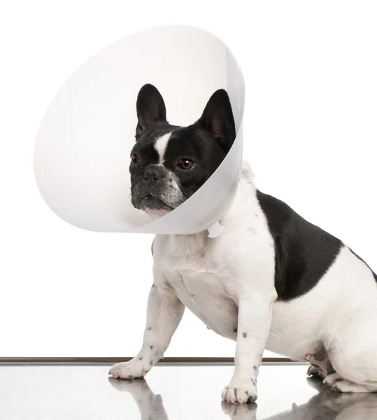Französische Bulldogge mit Weltraumkragen vor weißem Hintergrund — Stockfoto