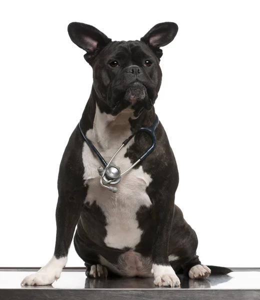Europees hond, het dragen van een stethoscoop tegen een witte achtergrond — Stockfoto