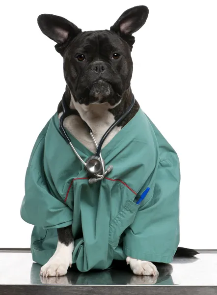 Διασταυρώσουν σκύλος, σκύλος, ντυμένος με ένα παλτό γιατρός και φορώντας ένα στηθοσκόπιο σε λευκό φόντο — Φωτογραφία Αρχείου
