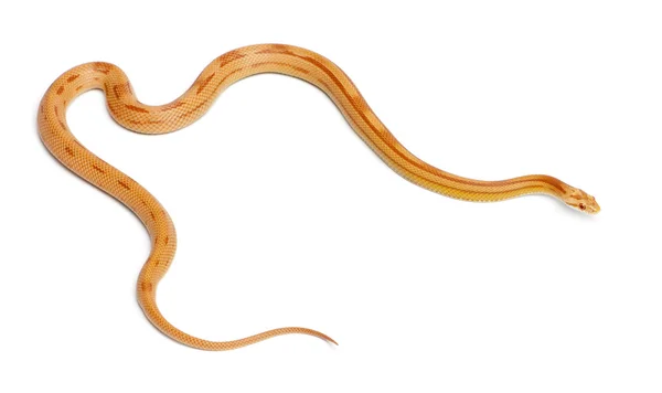 Pinstriped albino corn snake, Pantherophis guttatus, in front of white background — Stock Photo, Image
