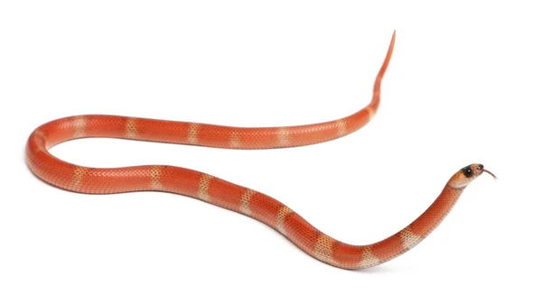 Serpente leiteira hondurenha hipomelanista, Lampropeltis triangulum hondurensis, em frente ao fundo branco — Fotografia de Stock