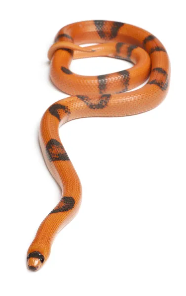 Serpente leiteira hondurenha hipomelanista reversa, Lampropeltis triangulum hondurensis, na frente do fundo branco — Fotografia de Stock