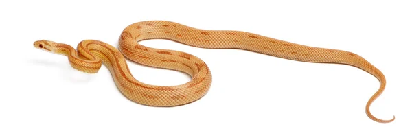 Pinstriped albino milho serpente, Pantherophis guttatus, na frente de fundo branco — Fotografia de Stock