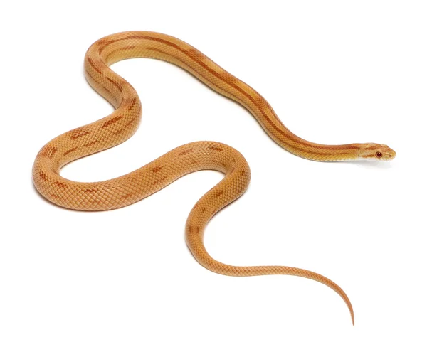 縦縞アルビノ トウモロコシヘビ、白い背景の前での pantherophis 系 — ストック写真