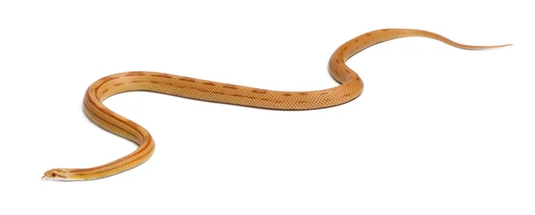 Pinstriped albino corn snake, Pantherophis guttatus, in front of white background — Stock Photo, Image