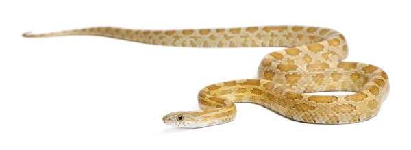Pinstriped albino milho serpente, Pantherophis guttatus, na frente de fundo branco — Fotografia de Stock
