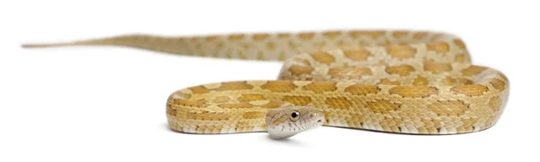 Goldest juvenile Corn Snake, Pantherophis guttatus, davanti allo sfondo bianco — Foto Stock