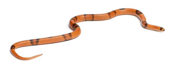 stock image Tricolor sunrise reverse Honduran milk snake, Lampropeltis triangulum hondurensis, in front of white background