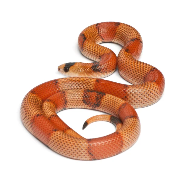 Tricolor hypomelanistic Honduran milk snake, Lampropeltis triangulum hondurensis, in front of white background — 스톡 사진