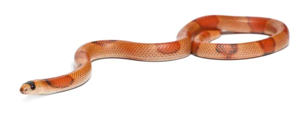 Τρίχρωμη hypomelanistic Ονδούρας γάλα φίδι, Νότιον hondurensis lampropeltis, μπροστά από το λευκό φόντο — Φωτογραφία Αρχείου