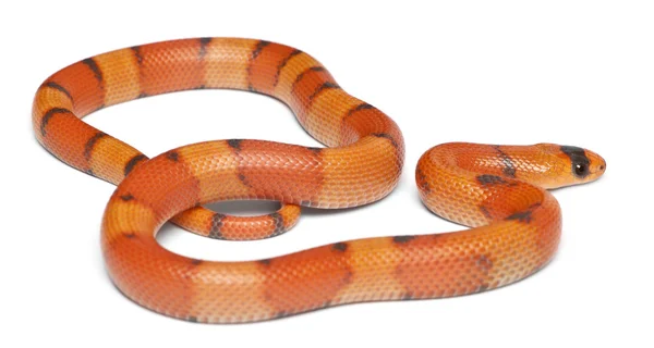 Tricolor hypomelanistic Honduran milk snake, Lampropeltis triangulum hondurensis, in front of white background — Stock Fotó