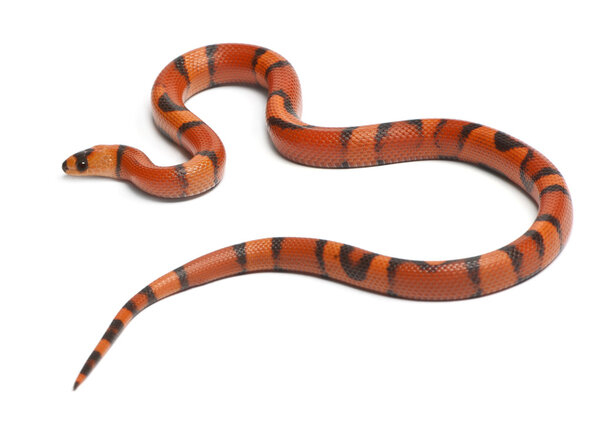 Tricolor hypomelanistic aberrant Honduran milk snake, Lampropeltis triangulum hondurensis, in front of white background
