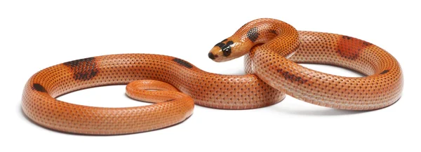 Tricolor sunrise patternless reverse Honduran milk snake, Lampropeltis triangulum hondurensis, in front of white background — Stock Photo, Image