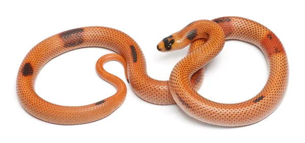Tricolore alba fantasia inversa Honduras milk snake, Lampropeltis triangulum hondurensis, davanti allo sfondo bianco — Foto Stock