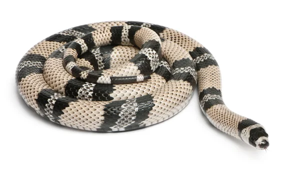 Anerytristic Honduran milk snake, Lampropeltis triangulum hondurensis, in front of white background — стокове фото