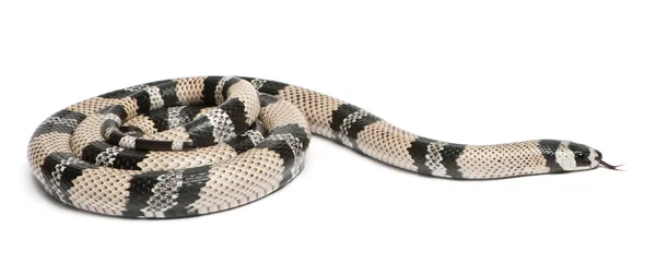 Anerytristic Honduran milk snake, Lampropeltis triangulum hondurensis, in front of white background — стокове фото