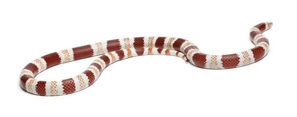 Albino Tangerine Honduran milk snake, Lampropeltis triangulum hondurensis, in front of white background — Stock Photo, Image