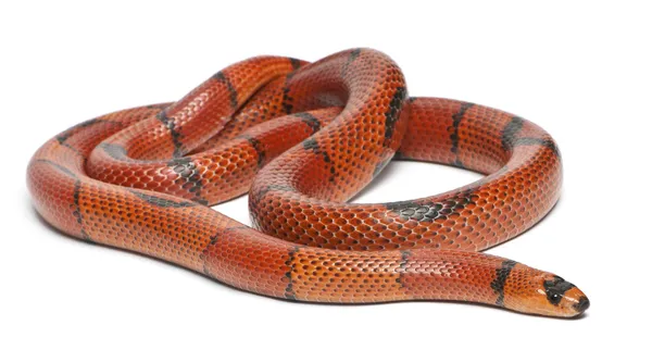 stock image Hypomelanistic aberrant Honduran milk snake, Lampropeltis triangulum hondurensis, in front of white background