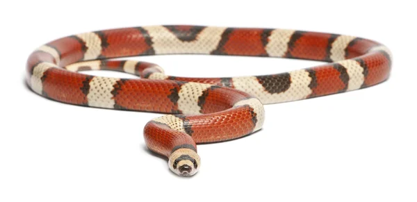 Tricolor vanishing Honduran milk snake, Lampropeltis triangulum hondurensis, in front of white background — Stock Fotó