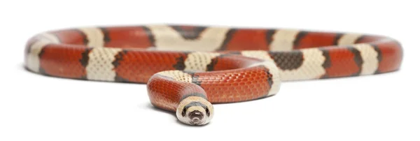 Tricolor vanishing Honduran milk snake, Lampropeltis triangulum hondurensis, in front of white background — 스톡 사진