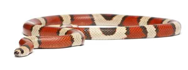 Trikolorní mizející Honduraské mléka had, lampropeltis triangulum hondurensis, před bílým pozadím — Stock fotografie