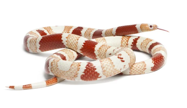 Albino Tangerine aberrant Honduran milk snake, Lampropeltis triangulum hondurensis, in front of white background — Stock Photo, Image