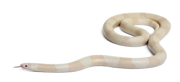 Snow Honduran milk snake, Lampropeltis triangulum hondurensis, in front of white background — 스톡 사진