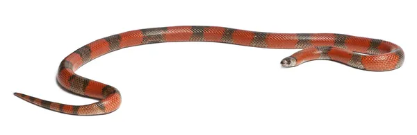 Serpente leiteira hondurenha bicolor, Lampropeltis triangulum hondurensis, na frente do fundo branco — Fotografia de Stock